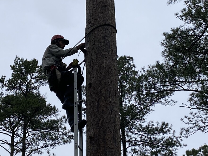 Ornithologist Chance Hines scales a tree to check on baby woodpeckers.
