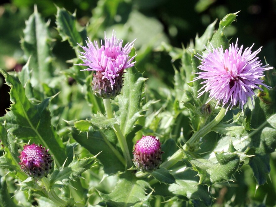 Canada thistle - an invasive perennial weed