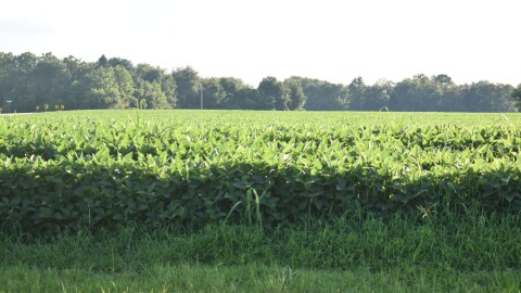 A Kent County farmer's crop matures as the summer season begins its final month.