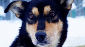A close up of a black and brown dog