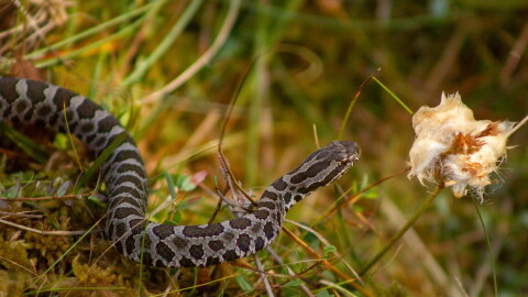 An eastern massasauga rattlesnake crawls over moss. (Courtesy of Nathan Rathbun/U.S. Fish and Wildlife Service)