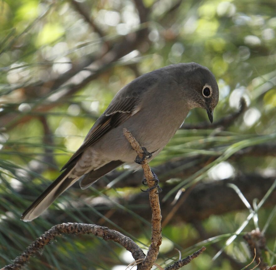 Townsend's Solitaire