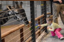 A little girl feeds a piece of lettuce to one of the giraffes at the Kansas City Zoo.