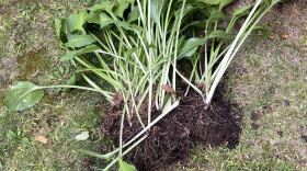 A hosta plant dug out of a garden.