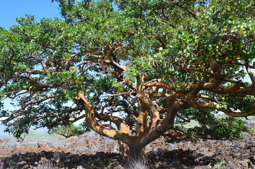 A wiliwili tree in Waikoloa's dry forest was recognized in 2014 as the largest wiliwili in the country.