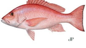 Gulf Red Snapper