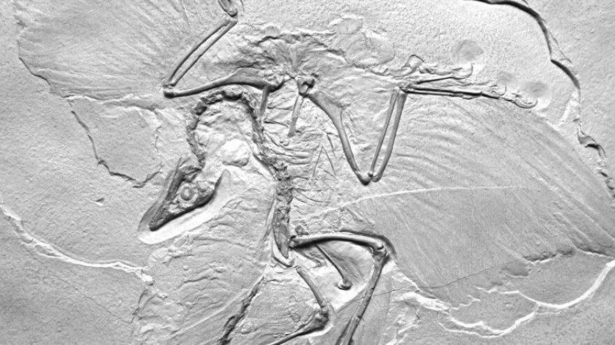 Thor Hanson's own cast of <em>Archaeopteryx lithographica</em> presents what he calls the "ancient wing written in stone."