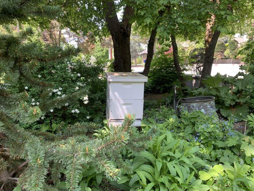 A beehive in a front garden surrounded by lots of green plants. 