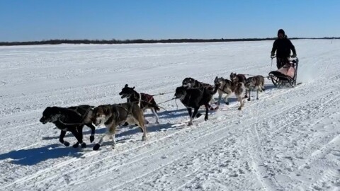 Kwethluk musher Michael Larson pulls into a first-place finish on the Bethel riverfront in the K300-sponsored 50-miler race on March 21, 2026.