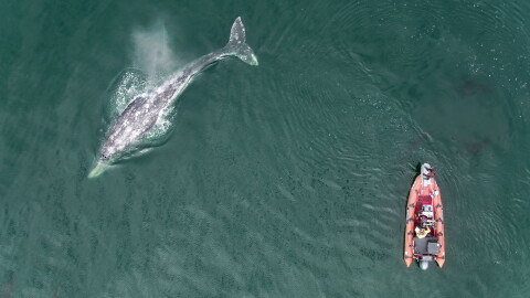 A drone films a grey whale and a research boat