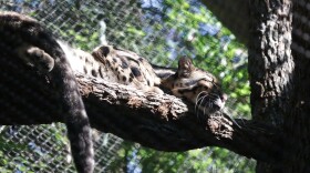 Nova sleeps on a branch surrounded by trees and greenery.