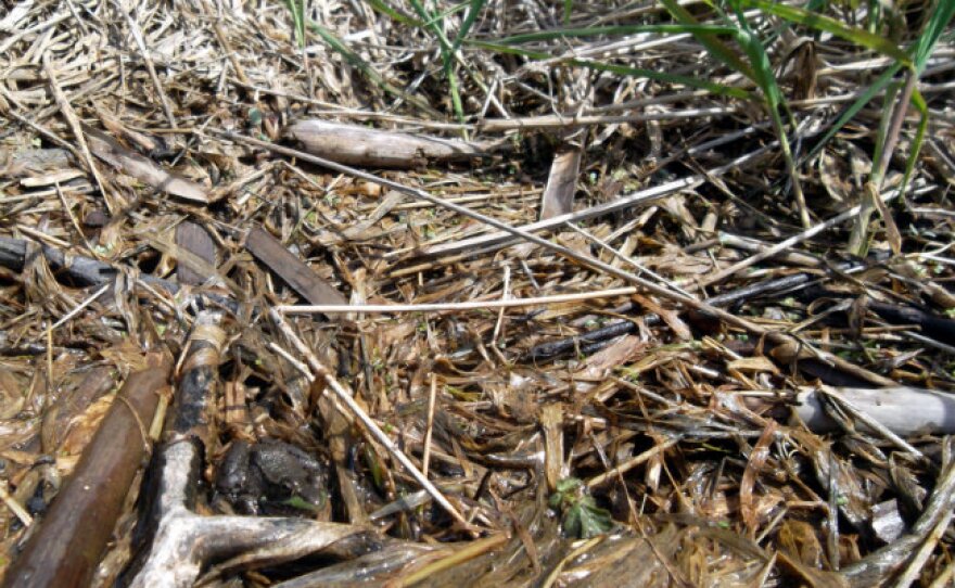 We saw many turtles and this small frog and many of the re-created shores of the Kalamazoo River.