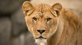 The Oregon Zoo today bid farewell to Kya, the oldest of its African lion pride. Conservationists say the beloved lion’s legacy is hope for a species considered vulnerable in the wild.
