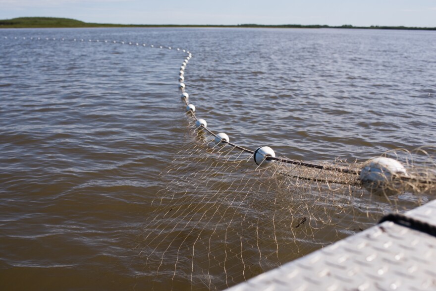 A gillnet drifts in the lower waters of the Kuskokwim River during a subsistence fishing opening on June 12, 2018.