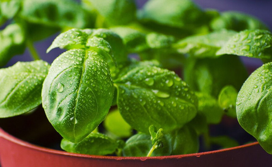 Genovese basil is the basil cooks reach for when making pesto.
