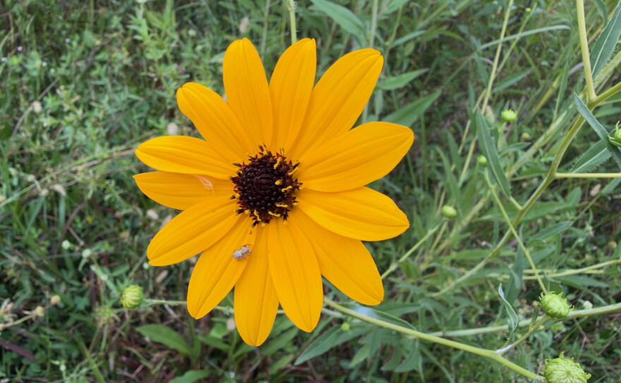 Acres and acres of Collier County Conservation Pepper Ranch Preserve are transformed into a sea of gold each October as the native wildflowers known as Southeastern sunflowers reach full bloom. As you travel to the sunflower fields spot deer, turkey, hawks, sandhill cranes and members of the resident cattle herd that call Pepper Ranch Preserve home.