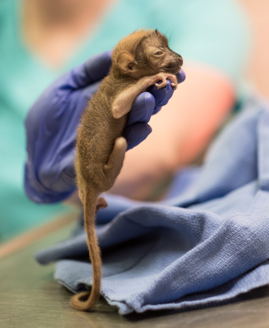 Ranomasina, the "extraordinary" blue-eyed black lemur born at the Duke Lemur Center