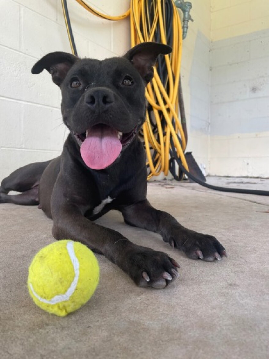 Diamond, a 1-year-old American bulldog, was placed in a foster home during Gainesville’s April wildfires. She spent her time following her foster family around the house, playing fetch and settling into the routines of home life.