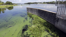 In this Thursday, July 12, 2018 file photo, an algae bloom appears on the Caloosahatchee River at the W.P. Franklin Lock and Dam in Alva, Fla. A study released on Wednesday, Jan. 6, 2021, shows America's rivers are changing color, mostly because of what people are doing.