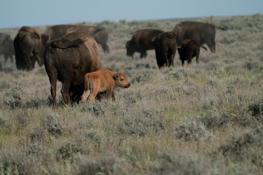 Photo of bison.