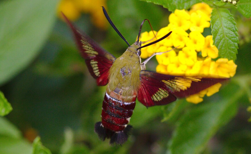 Hummingbird moth