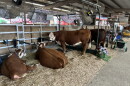 Some of the visitors at this year's Rockingham County Fair.