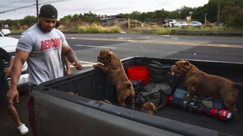 Ewa Beach resident CJ Jasper evacuates his family and their dogs to the side of Kunia Road to escape the tsunami threat Kapolei, Oʻahu, Hawaiʻi, Tuesday, July 29, 2025. (AP photo/Michelle Bir)