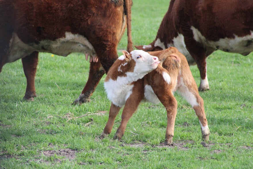 Ivermectin is sold most commonly in feed stores for large animals and for household pets.