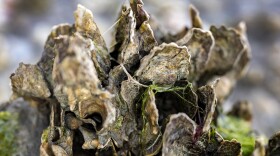 Cluster of live Eastern Oysters
