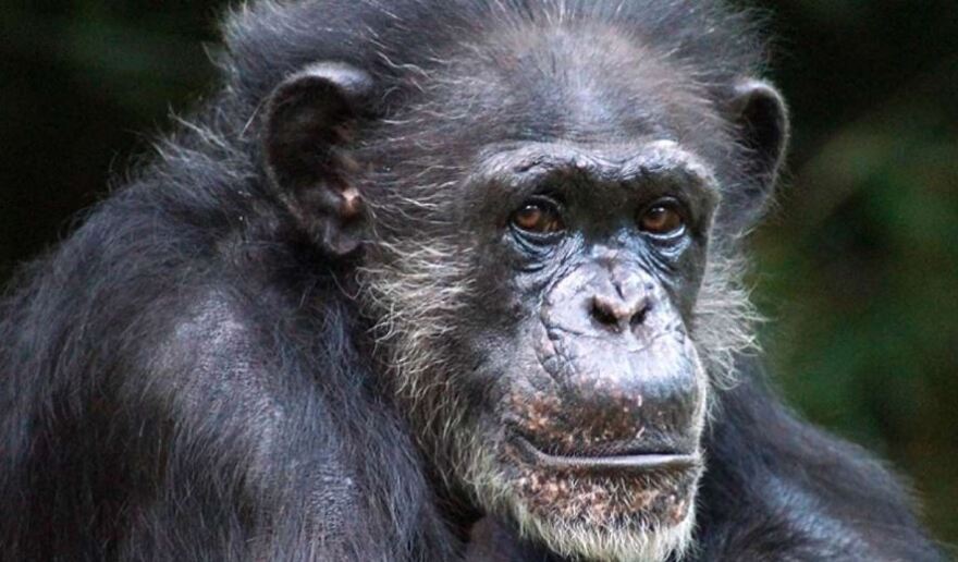 Maggie, the 46-year-old matriarch of the chimpanzee troop at the North Carolina Zoo.