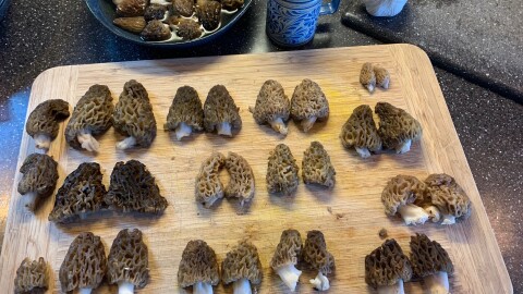 Morel mushrooms picked by Nicole and her son, Kind Lee Larsen.