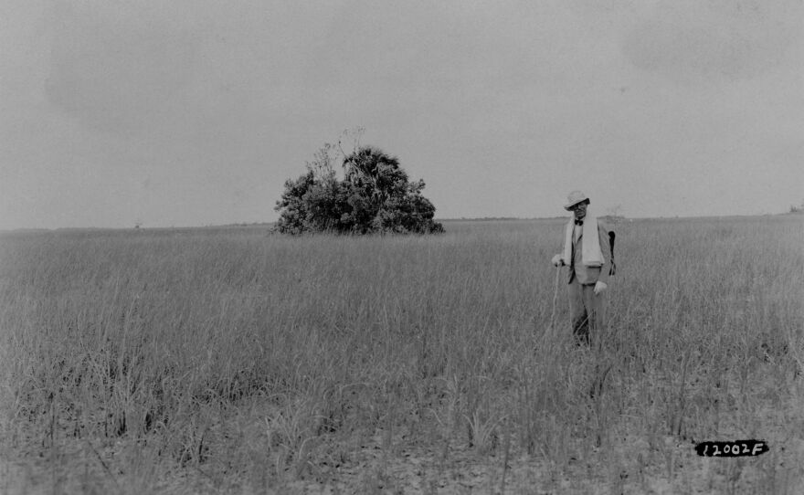 Ernest F. Coe stands in a sawgrass prairie holding a walking stick. In 1928, Coe and others organized the Tropical Everglades Park Association in which, he persistently and almost single-handedly pushed for the establishment of Everglades National Park, circa 1930.