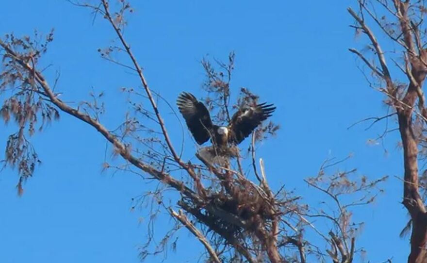 This is one of nine bald eagles, each of which survived Hurricane Ian's wrath on Sept. 28, who returned to see how its nest fared