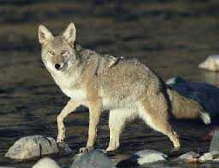 coyotes