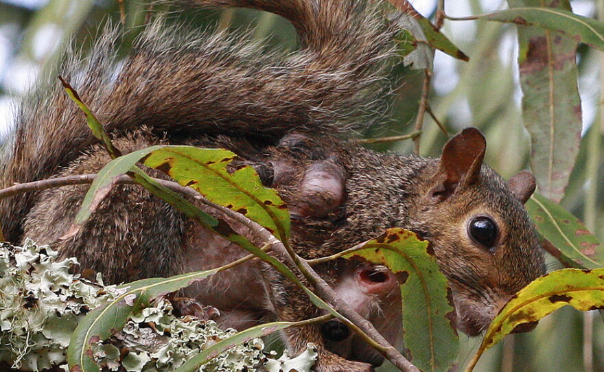 Eastern gray squirrel (Sciurus carolinensis) with tree squirrel botflies (Cuterebra emasculator)
