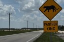 Vehicle collisions are the primary cause of death for Florida panthers. The FWC encourages motorists to slow down and observe all posted speed limits, especially in panther zones, which are in place in several counties across South Florida and coincide with areas where panthers are known to cross.