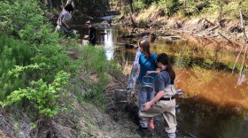 Robyne / KUAC Young scientists from the Fairbanks Youth for Habitat Corps look for fish in Cripple Creek.
