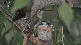 hummingbird in a nest in a tree