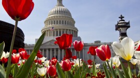 Flowers bloom at the U.S. Capitol in Washington, D.C., though the same can't be said of bipartisanship.