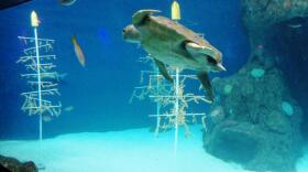 The Florida Aquarium is reopening on May 15 with guidelines to guard against the coronavirus pandemic.