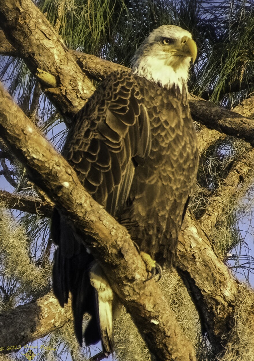 A bald eagle rests on a branch in the Lake Harney Wilderness Area.