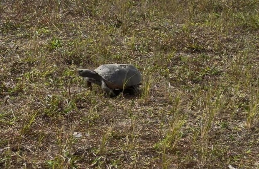 A gopher tortoise takes a stroll and forages for herbaceous plants in north Cape Coral, parallel to Ramsey Boulevard.
