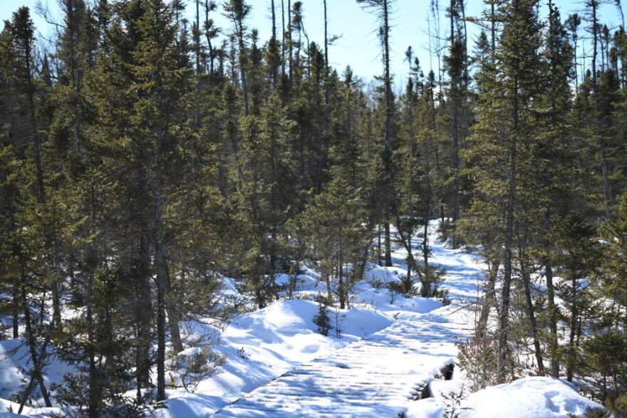 Deeper into the woods, a boardwalk carries hikers over a landscape rippled with three-foot hummocks. (Chris Bentley/Here & Now)