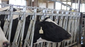 Testing by the U.S. Food and Drug Administration from April found that 20% of retail milk samples showed fragments of the H5N1 virus. But public health experts worry states just aren't doing enough surveillance to capture the real number of infections.