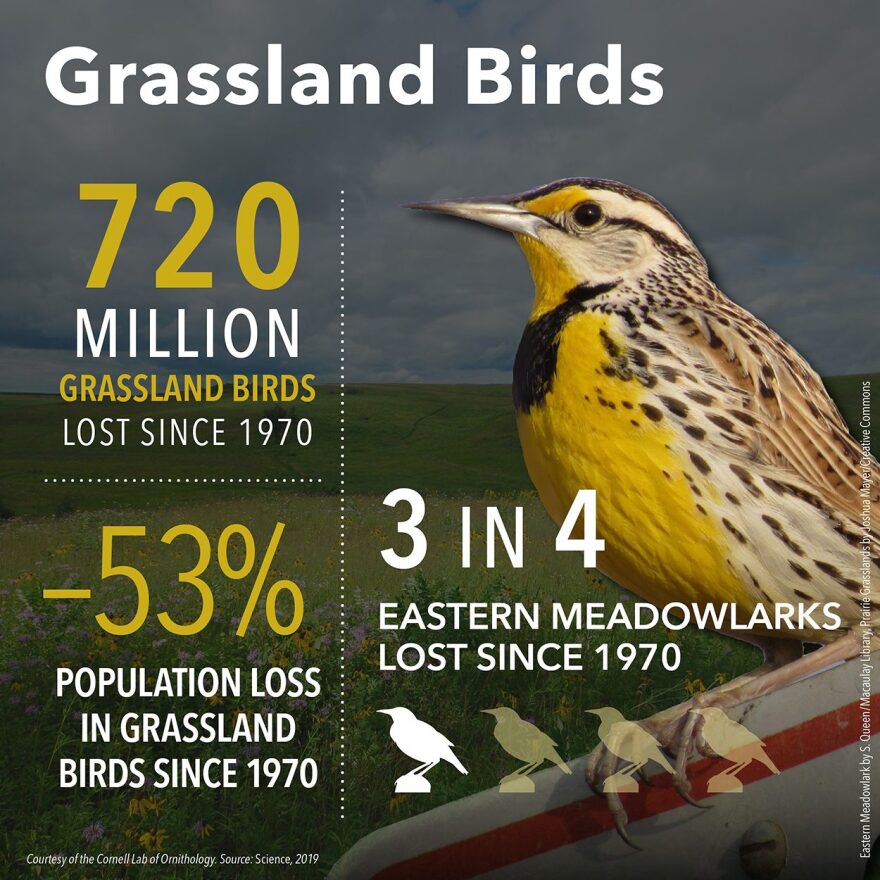 75 percent of North America's eastern meadowlarks have disappeared. Loss of habitat is a key reason.