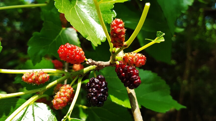 White Mulberry