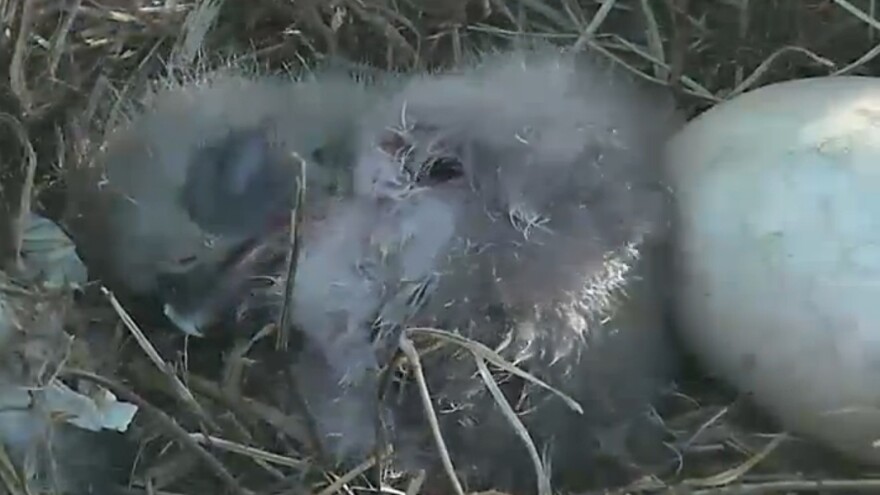 About an hour after emerging from its shell, the baby bald eagle was seen snoozing next to the second egg inside a nest at Washington D.C.'s National Arboretum.