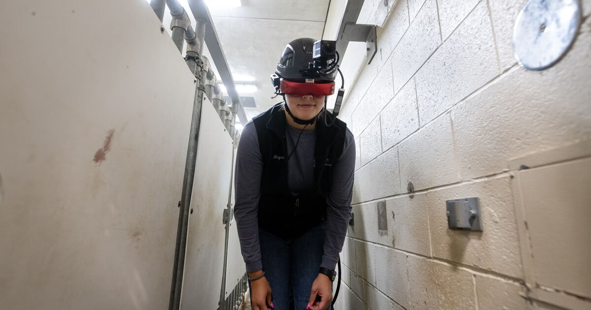 'Cow vision' goggles let farmers see the world on four hooves – and may improve animal welfare