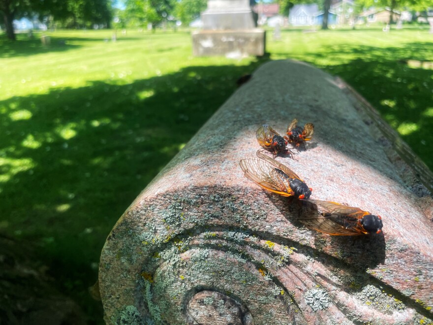 Cicadas on a tombstone in Lake Geneva's oldest cemetery.