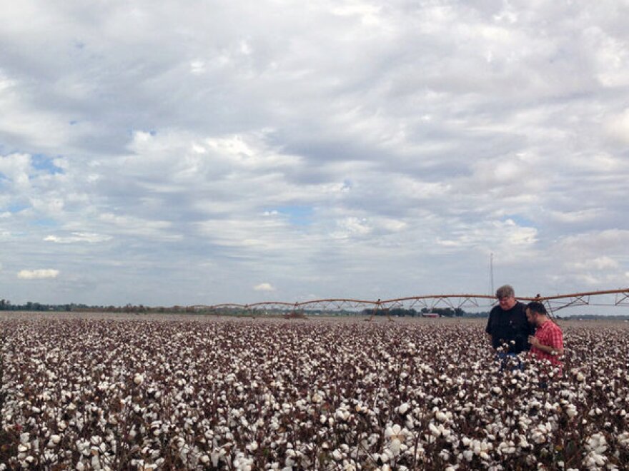 Cotton farm in Mississippi